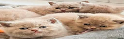 British Shorthair cats for sale: Beautiful Pure Breed ✨ British Shorthair Kittens ⭐ - Advert 2