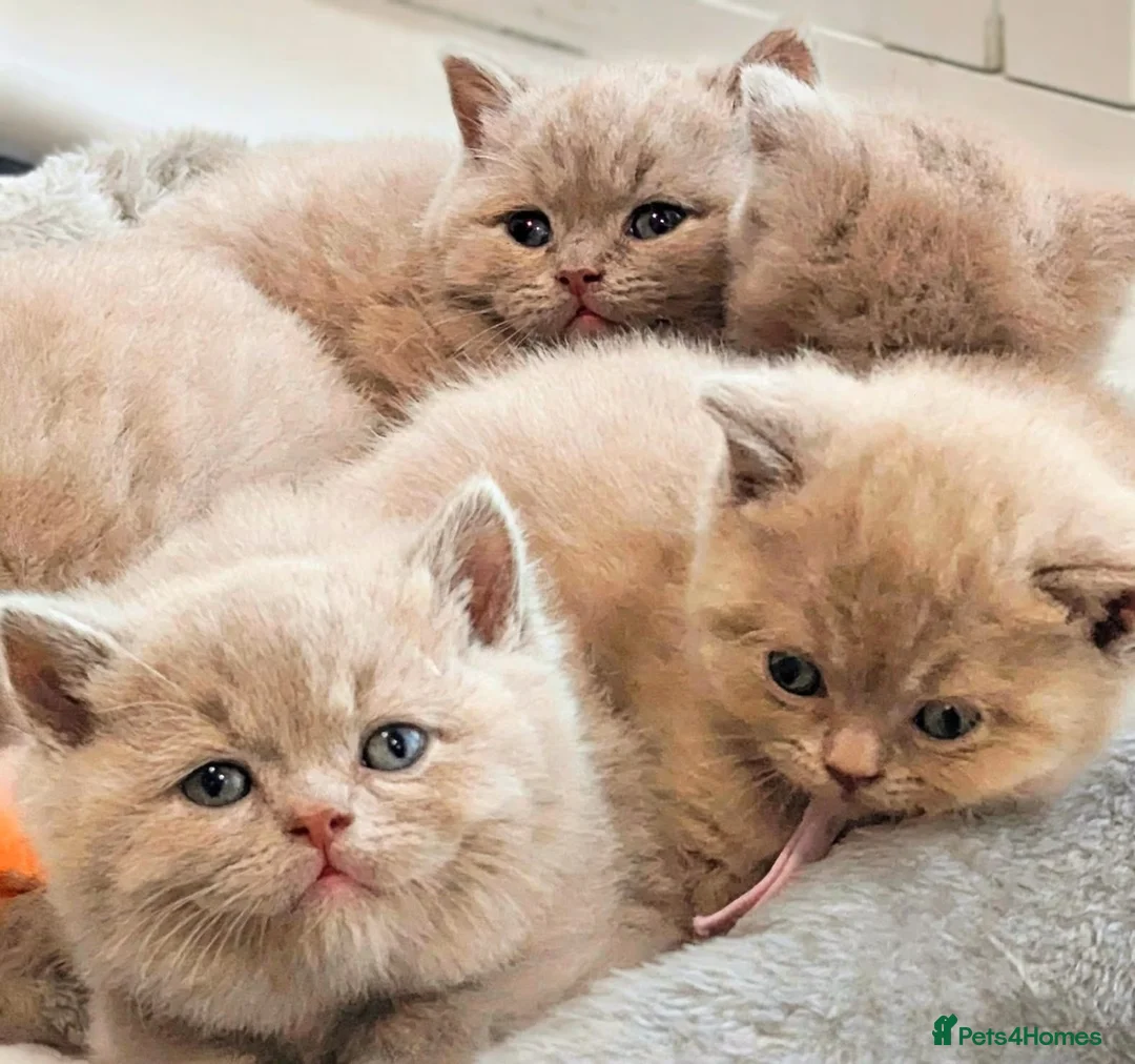 British Shorthair cats for sale: Beautiful Pure Breed ✨ British Shorthair Kittens ⭐ - Advert 2