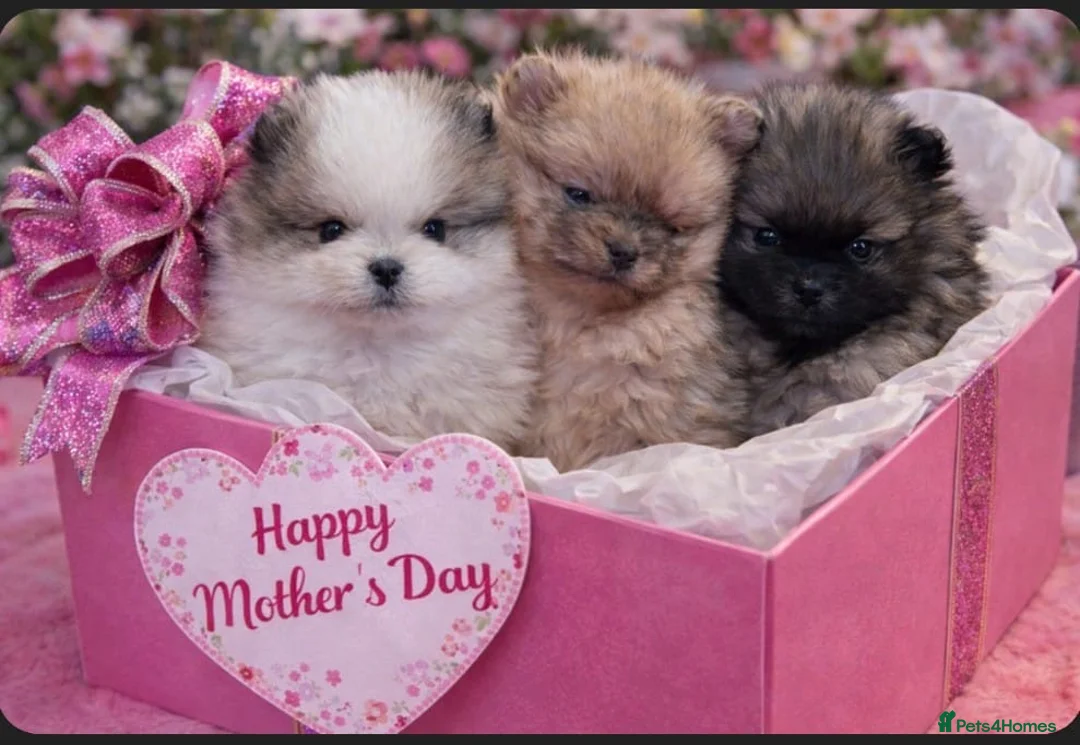 Pomeranian dogs for sale: Stunning Male Pomeranians - Advert 1