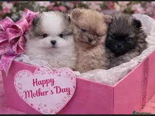 Pomeranian dogs Stunning Male Pomeranians - Advert 1