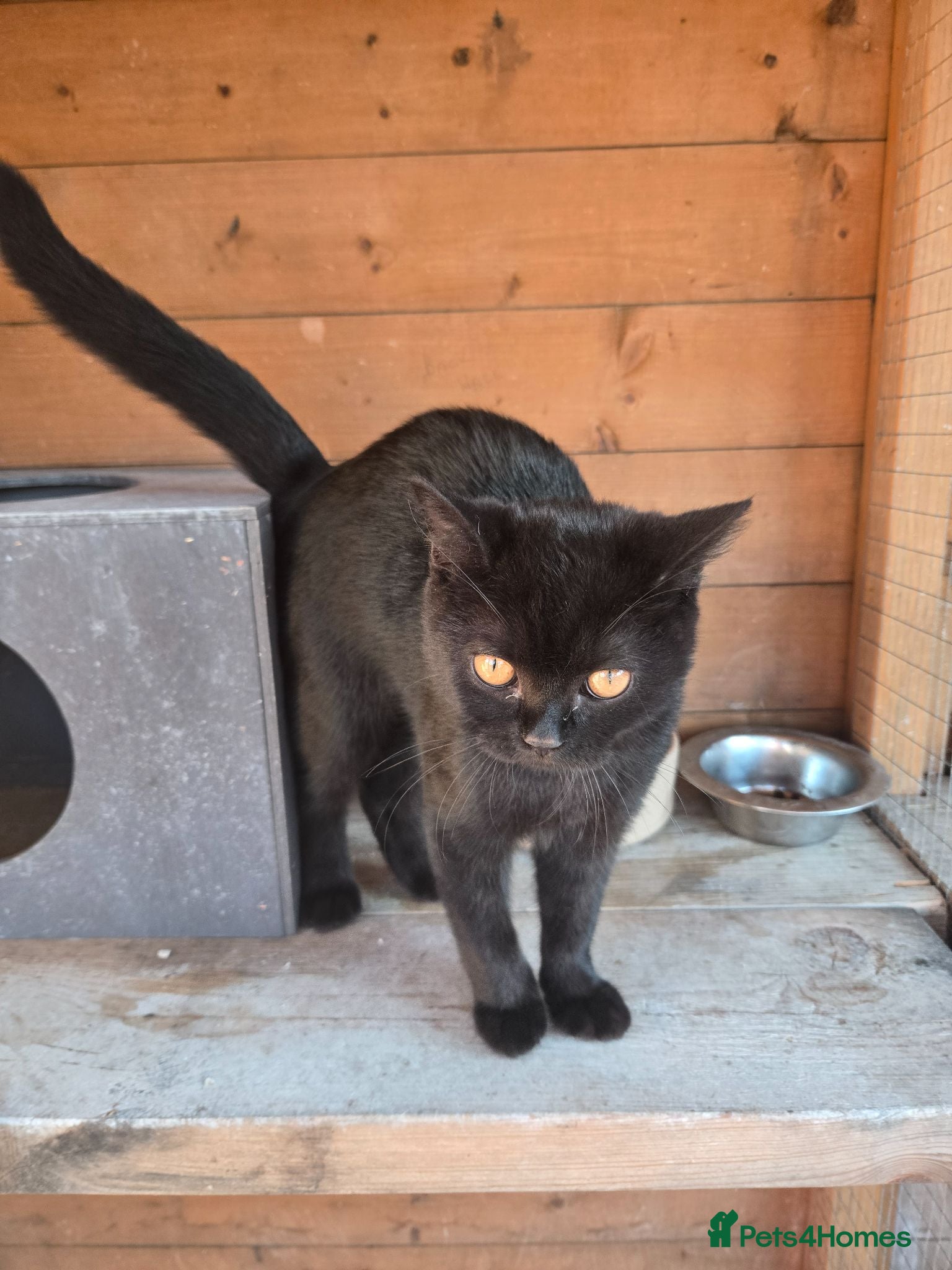 British Shorthair cats ❤️Milo looking for his home❤️ - Advert 11
