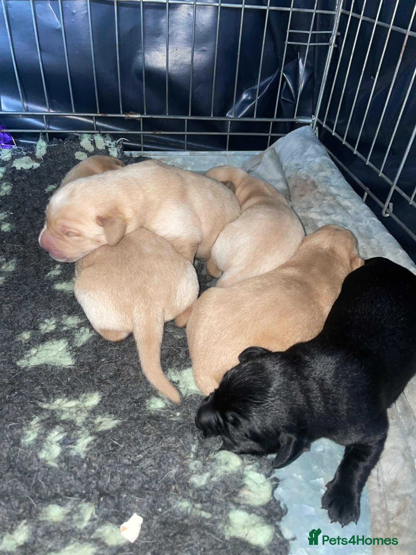 Labrador Retriever dogs Stunning Labradors for sale  - Advert 2