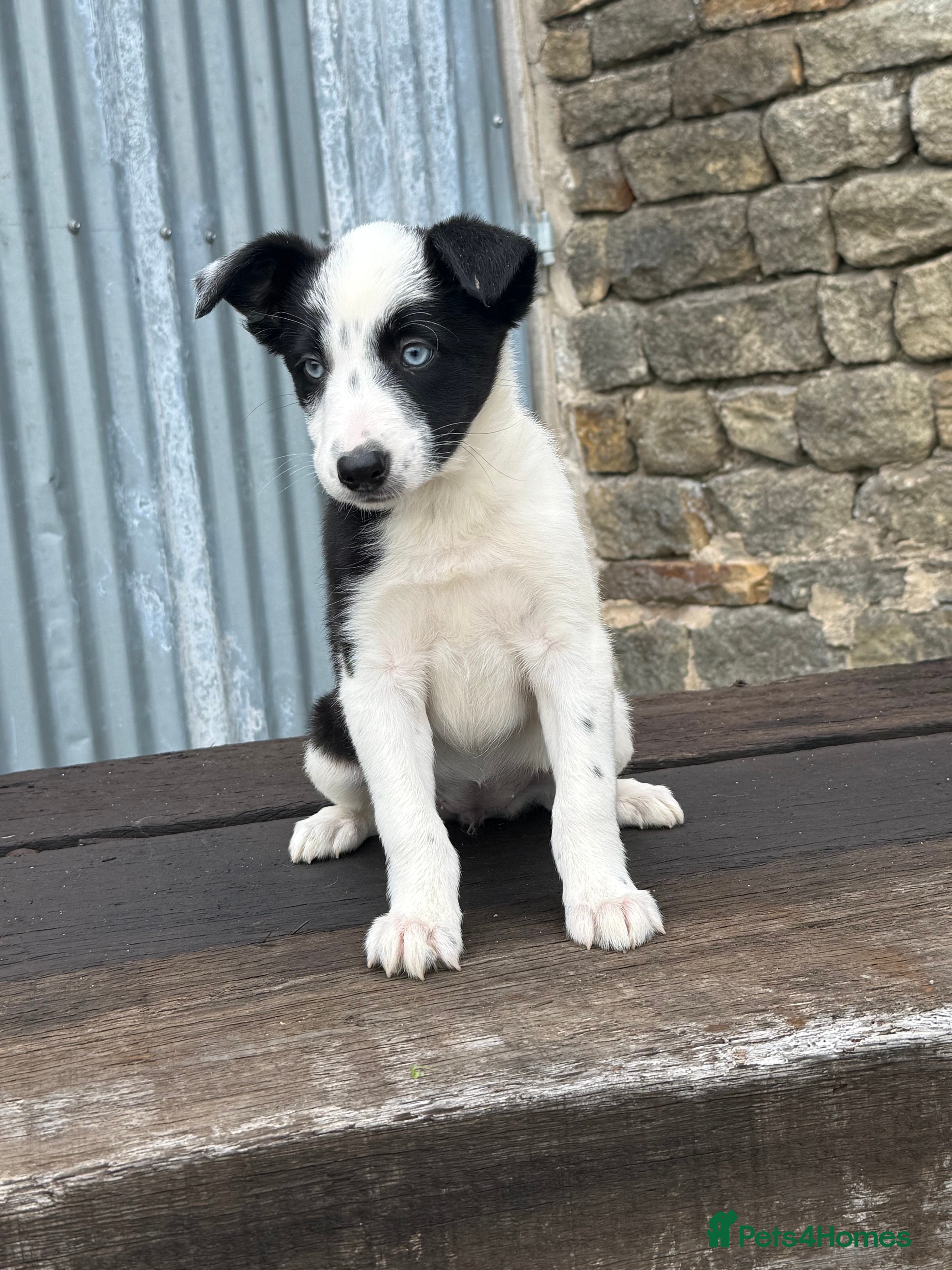 Border Collie dogs Stunning Blue & white / black & white pups - Advert 1