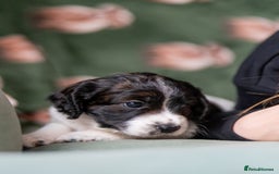 Cockapoo dogs for sale: UNIQUE SABLE BOY READY TO GO ✨ - Image 10