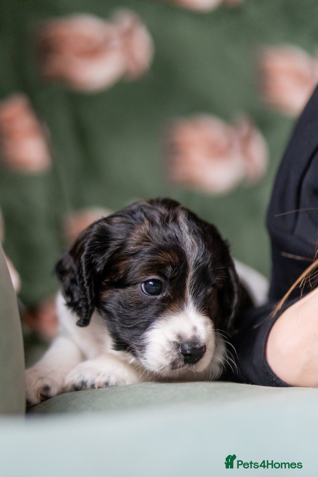 Cockapoo dogs for sale: UNIQUE SABLE BOY READY TO GO ✨ - Image 10