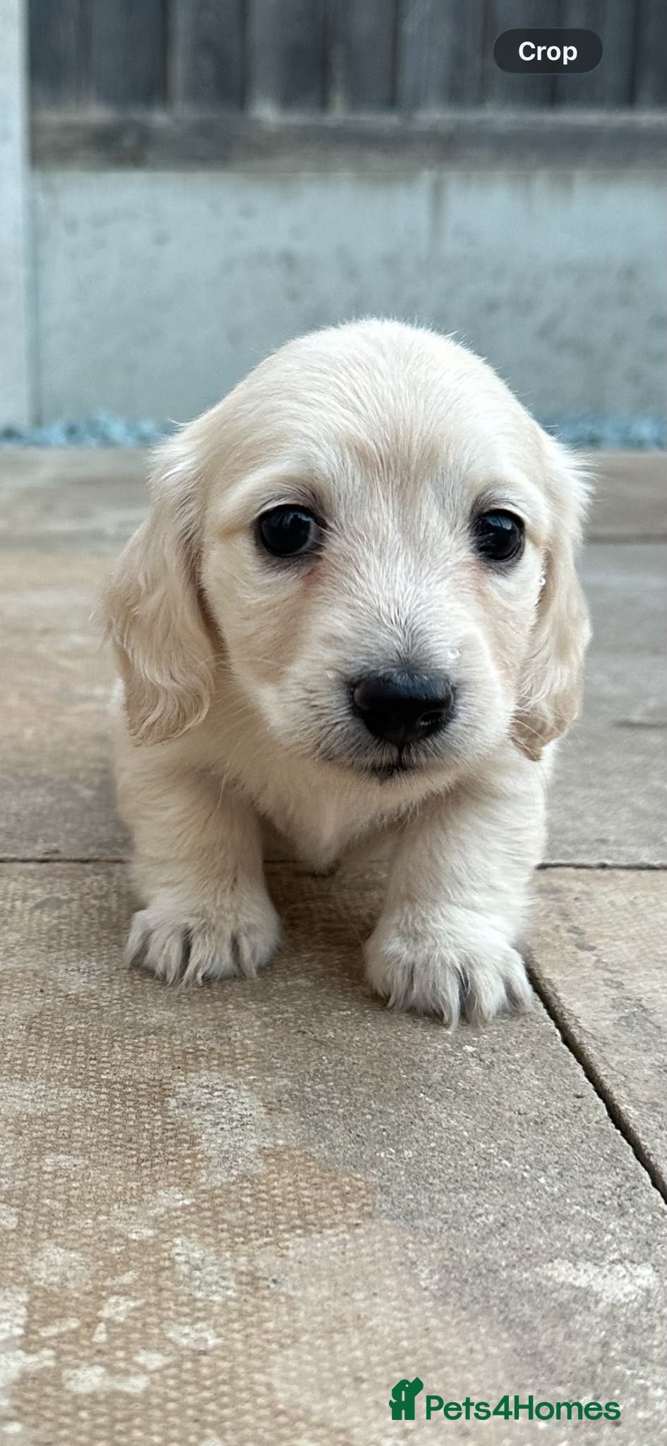 Miniature Dachshund dogs Long haired cream miniature dachshunds  - Advert 7