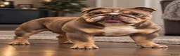 English Bulldog dogs for stud: Lord Earnie looking for a Date  - Advert 1