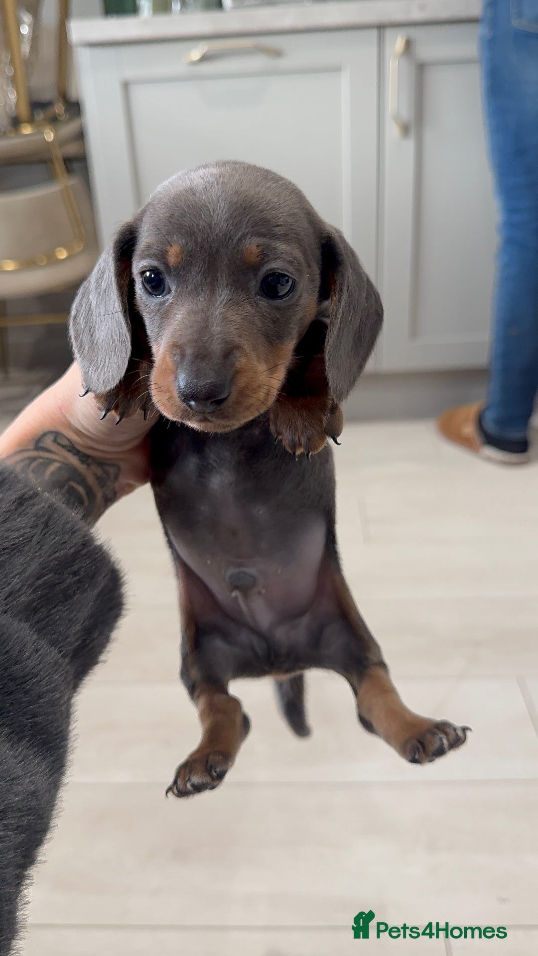 Miniature Dachshund dogs for sale: Stunning miniature sausage pups  - Advert 2