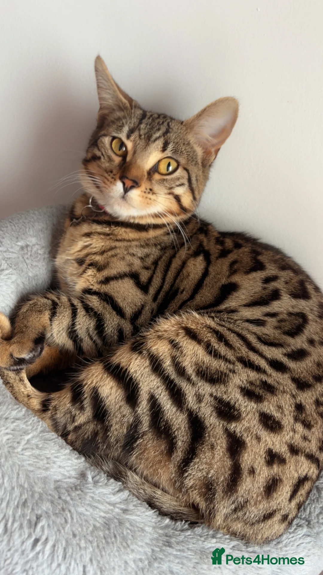 Bengal cats for sale: Bengal kitten  - Advert 12