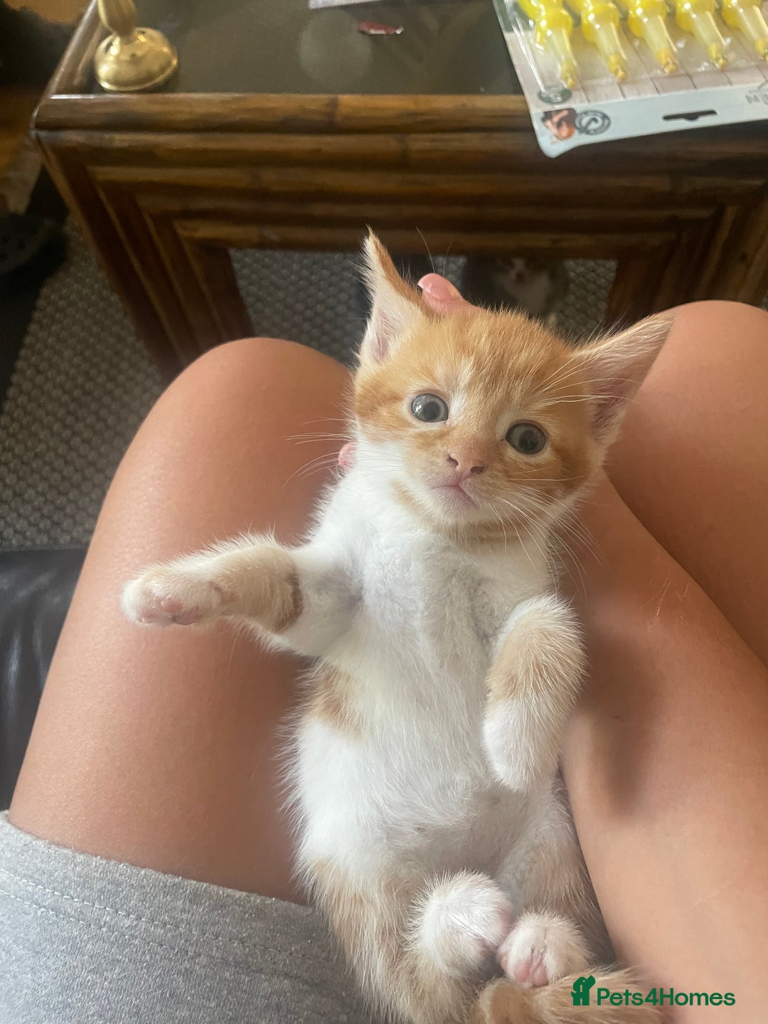 Mixed Breed cats for sale: 6 kittens for sale  - Image 28