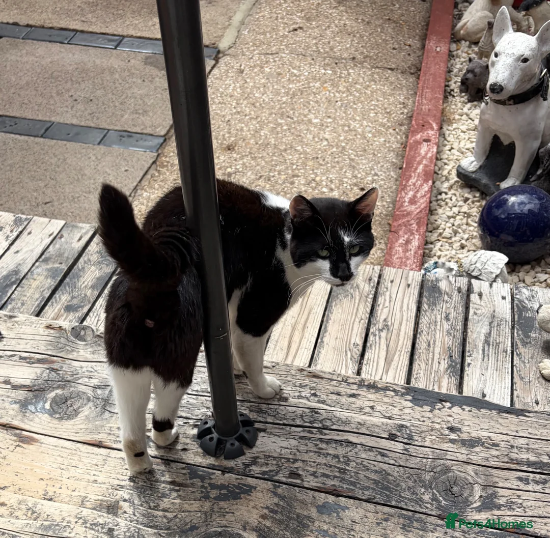 Mixed Breed cats for sale: Male black white cat  in Brigg - Advert 4