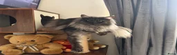 Maine Coon cats for sale: SHOW QUALITY MAINE COON KITTENS  - Advert 8
