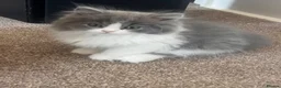 Selkirk Rex cats for sale: Gorgeous Selkirk rex kittens 😻 - Advert 14