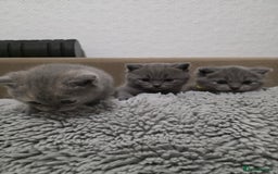 British Shorthair cats for sale: Beautiful BSH Kittens  - Advert 4