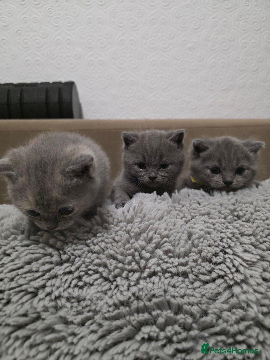 British Shorthair cats for sale: Beautiful BSH Kittens  - Advert 4