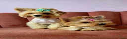Yorkshire Terrier dogs for sale: 🐾 Golddust Yorkshire Terrier Puppies Available 🐾 - Advert 4
