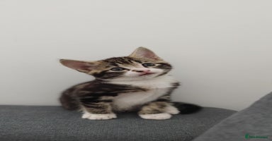 Mixed Breed cats - Advert 5