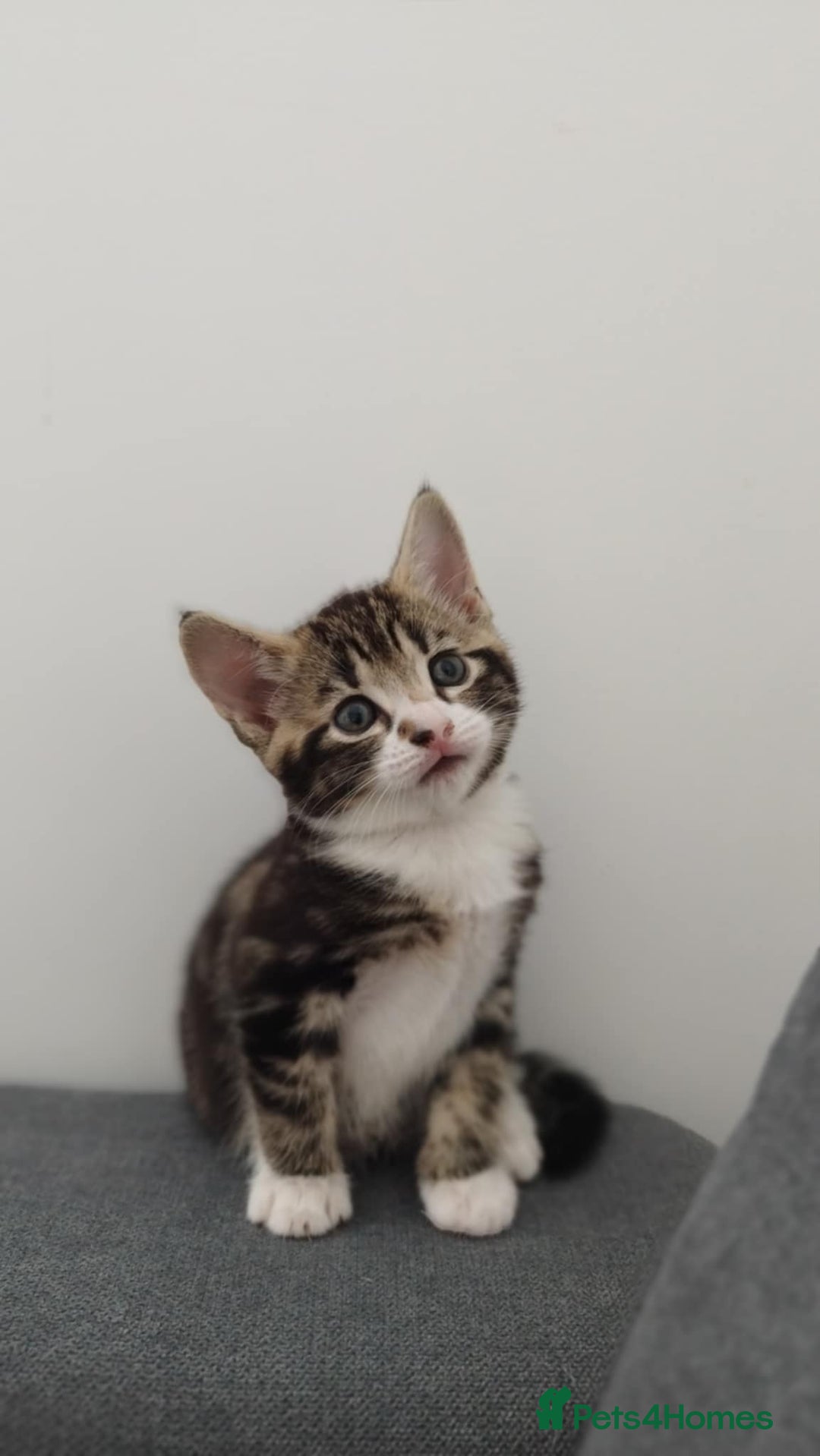 Mixed Breed cats for sale: Cute little Boy looking for forever home. - Image 2