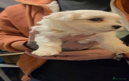 Maltese dogs for sale: Adorable Maltese puppies - Image 20