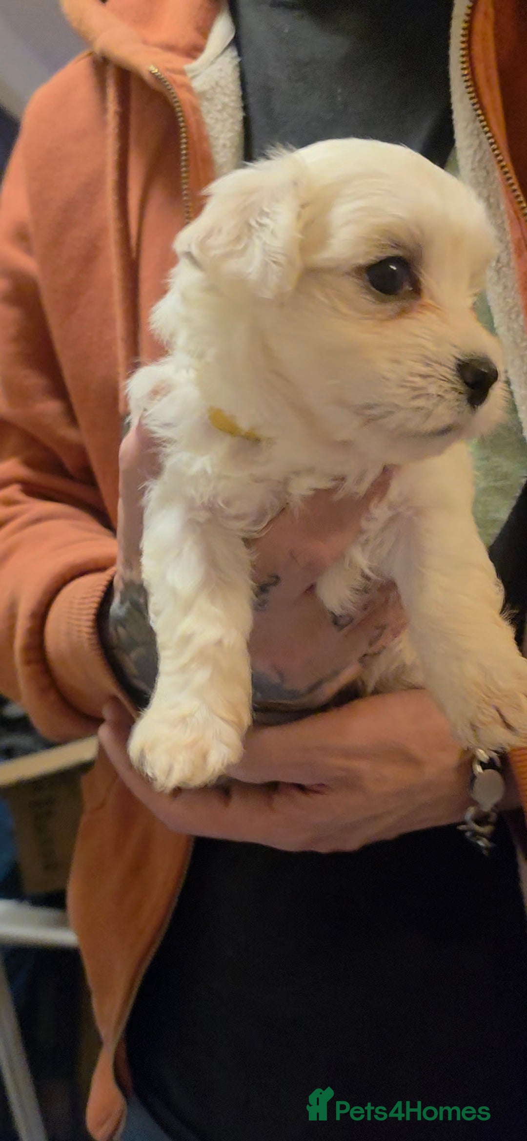 Maltese dogs for sale: Adorable Maltese puppies - Image 20