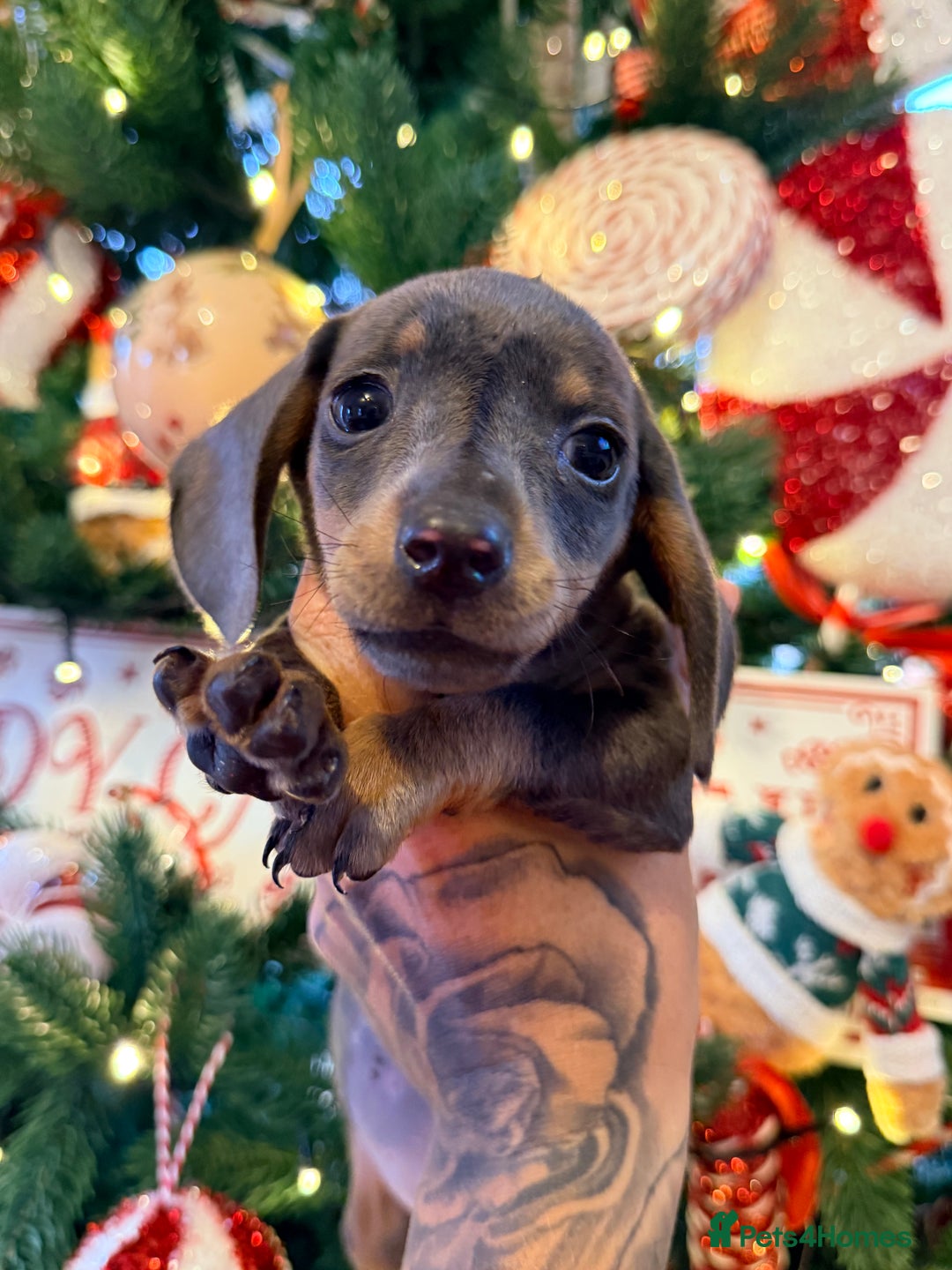 Dachshund dogs for sale: ⭐️LAST BOY AVAILABLE- Mini dachshunds pups⭐️ - Advert 28