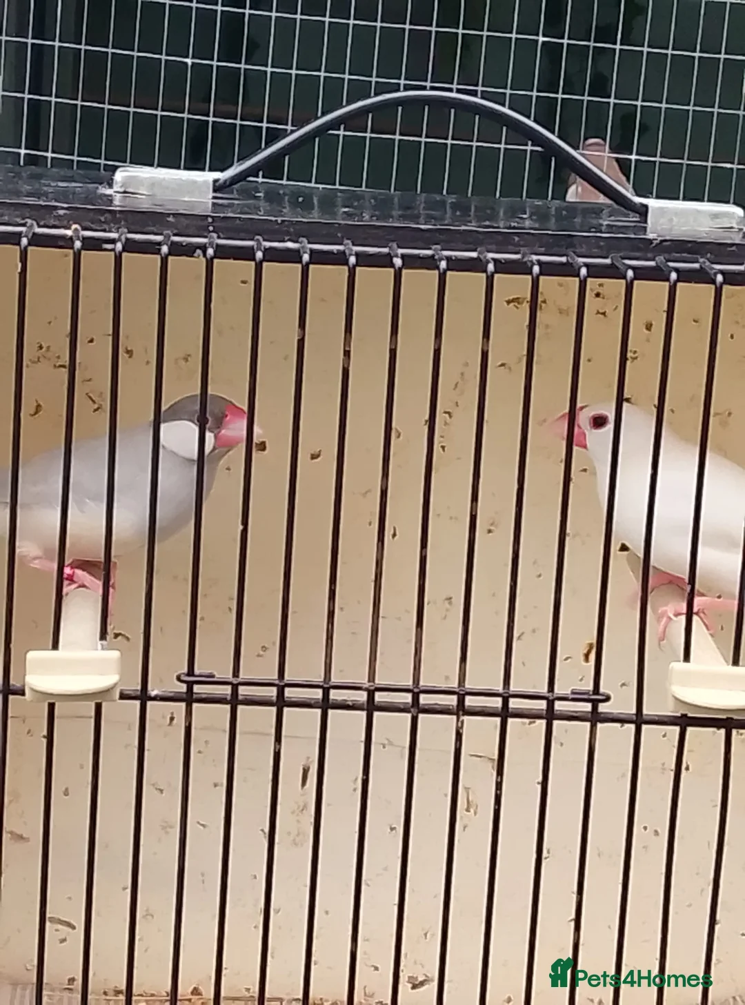 Finches birds for sale: Various finch  - Advert 13