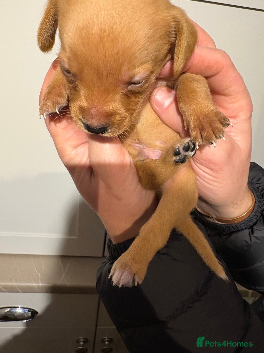 Springador dogs for sale: Labrador/Springador cross pups - Advert 23