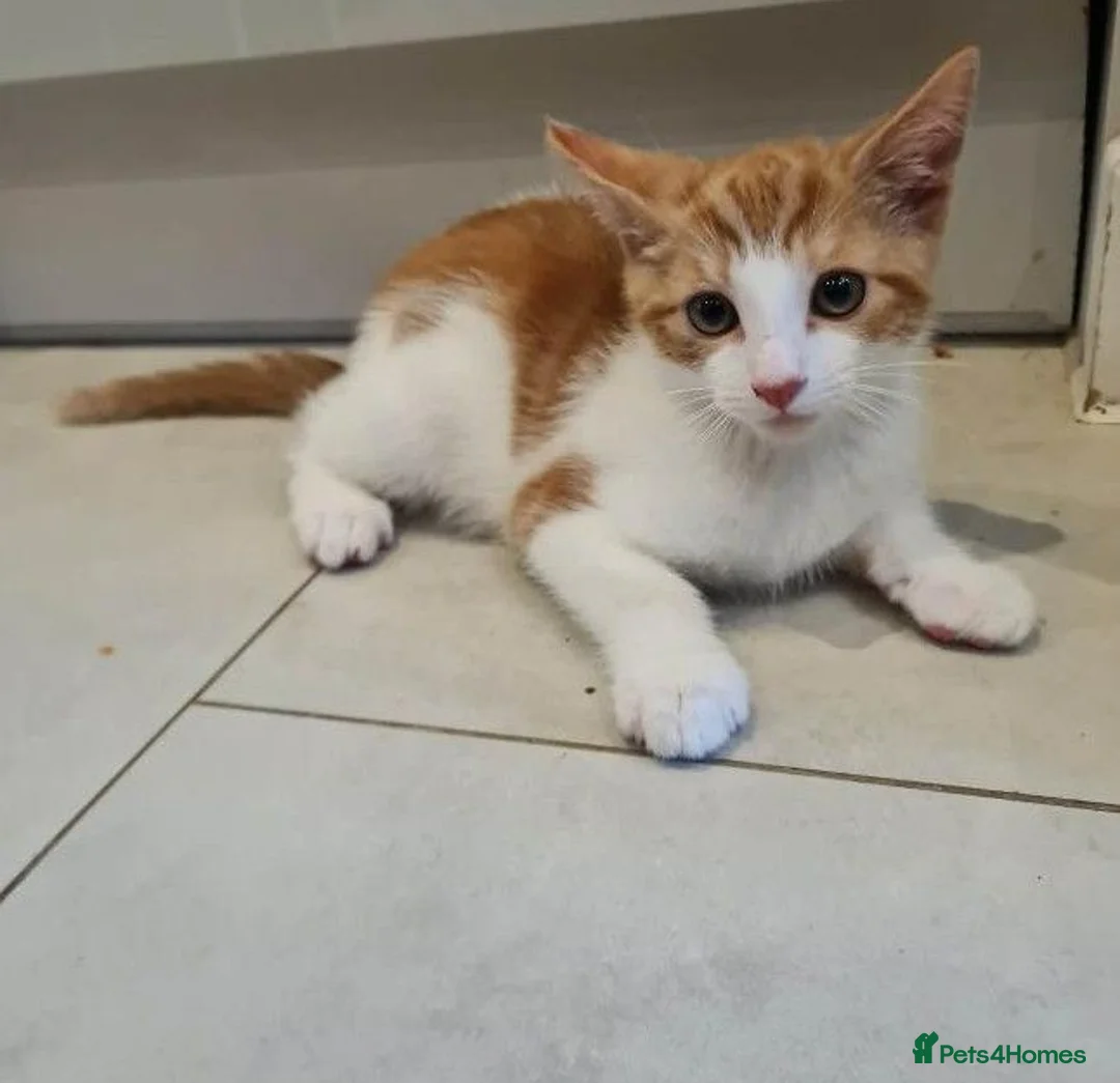 Mixed Breed cats for sale: 12 Week old Mixed Breed Kitten Litter in Southampton - Advert 2