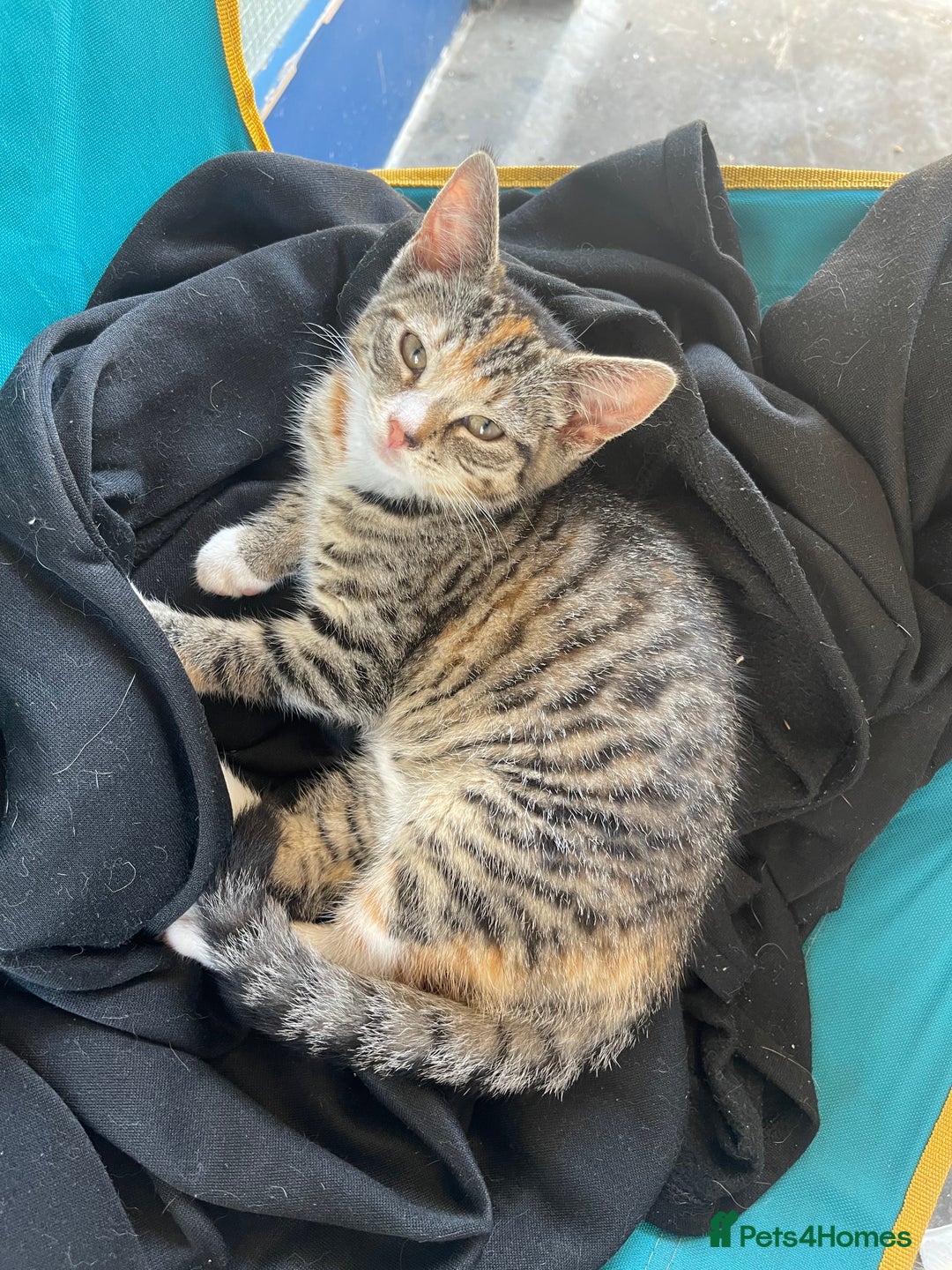 Mixed Breed cats for sale: FEMALE KITTEN - microchipped, flea&worm treated!  - Image 31