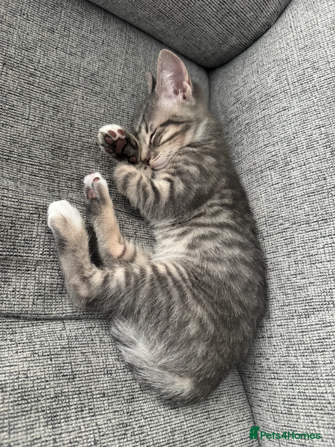 Mixed Breed cats for sale: Beautiful Kittens Ready for Their Forever Homes - Advert 11