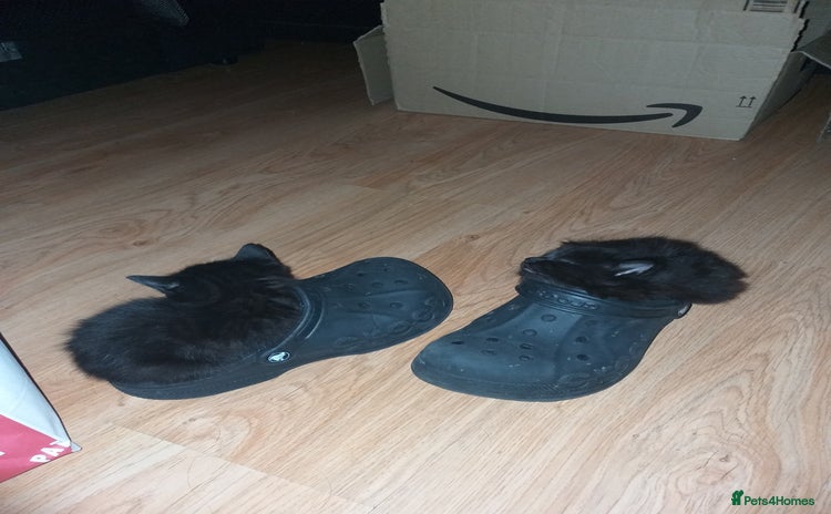 Domestic Shorthair cats - Advert 8