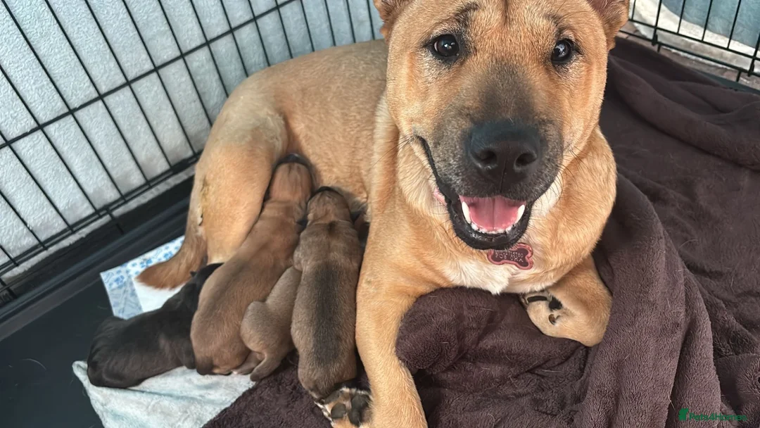 Mixed Breed dogs for sale: Unique mixed breed puppies  - Advert 1