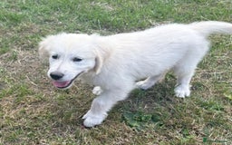Golden Retriever dogs for sale: KC Registered  boy from 5 Star Breeder  - Image 16