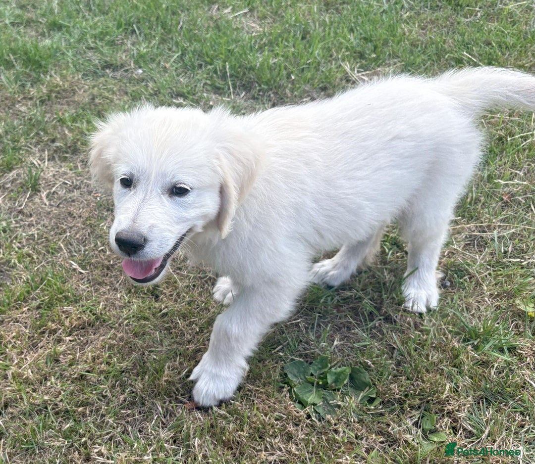 Golden Retriever dogs for sale: KC Registered  boy from 5 Star Breeder  - Image 16