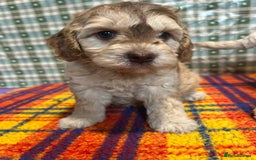 Cockapoo dogs for sale: Cockapoo puppies beautiful colours  - Image 28