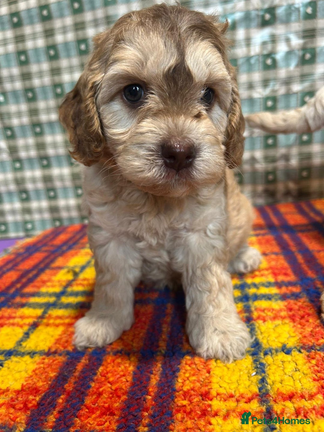 Cockapoo dogs for sale: Cockapoo puppies beautiful colours  - Image 28