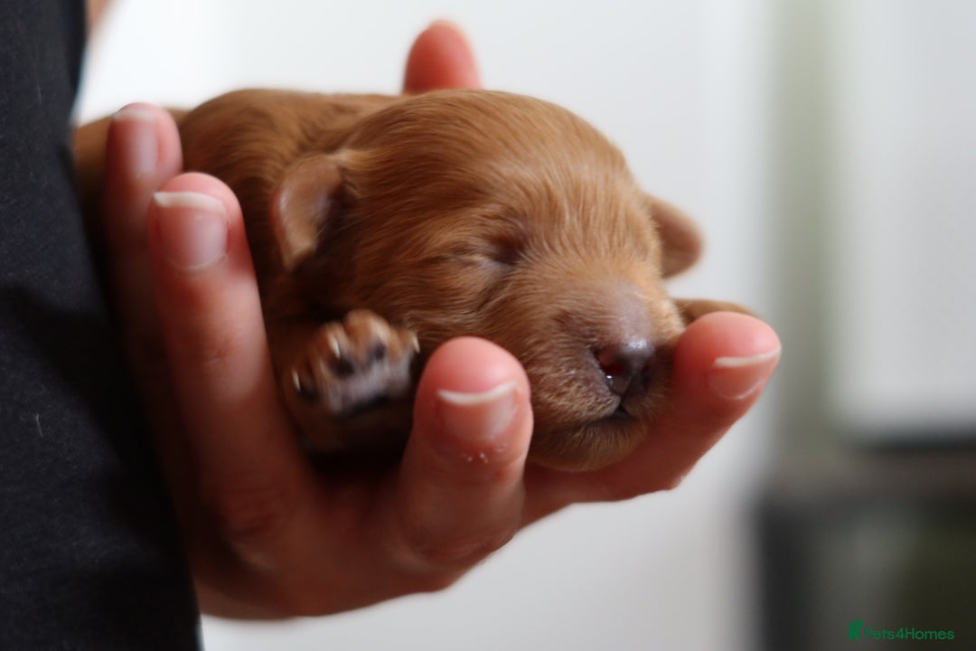 Aussiedoodle dogs for sale: Australian Labradoodles  in Middlesbrough - Image 16