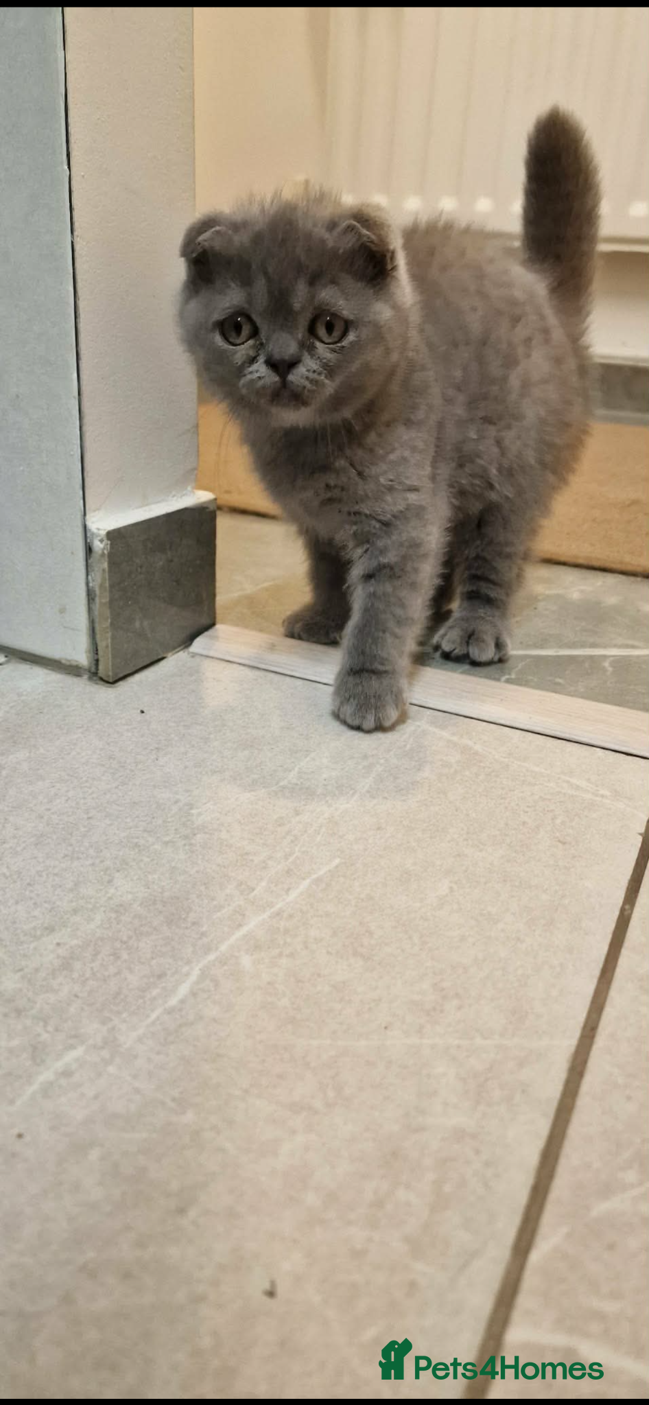 Scottish Fold cats Luna she need new home shortish fold - Advert 5