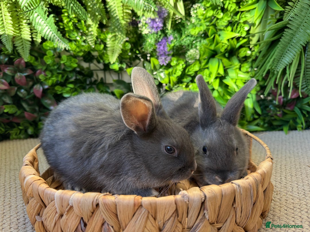 Mixed Breed rabbits for sale: Bunny’s ready to go  - Advert 6