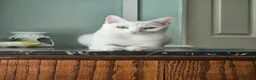 Mixed Breed cats for sale: 2 lovely kittens for sale - ready now! - Advert 1