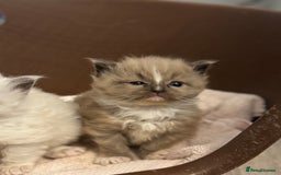 Ragdoll cats for sale: 3 beautiful ragdolls - Image 13