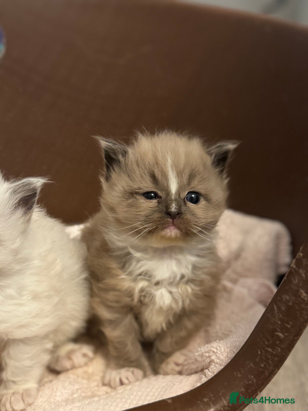 Ragdoll cats for sale: 3 beautiful ragdolls - Image 13