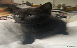 Mixed Breed cats for sale: 6 adorable kittens for sale!  - Image 10