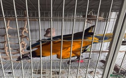 Macaws birds for sale: Blue & Gold Macaw 18 weeks  - Image 3