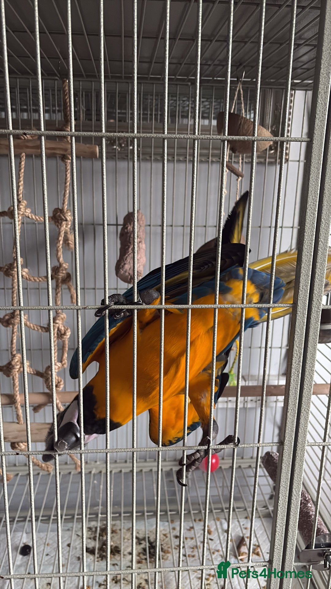 Macaws birds for sale: Blue & Gold Macaw 18 weeks  - Image 3