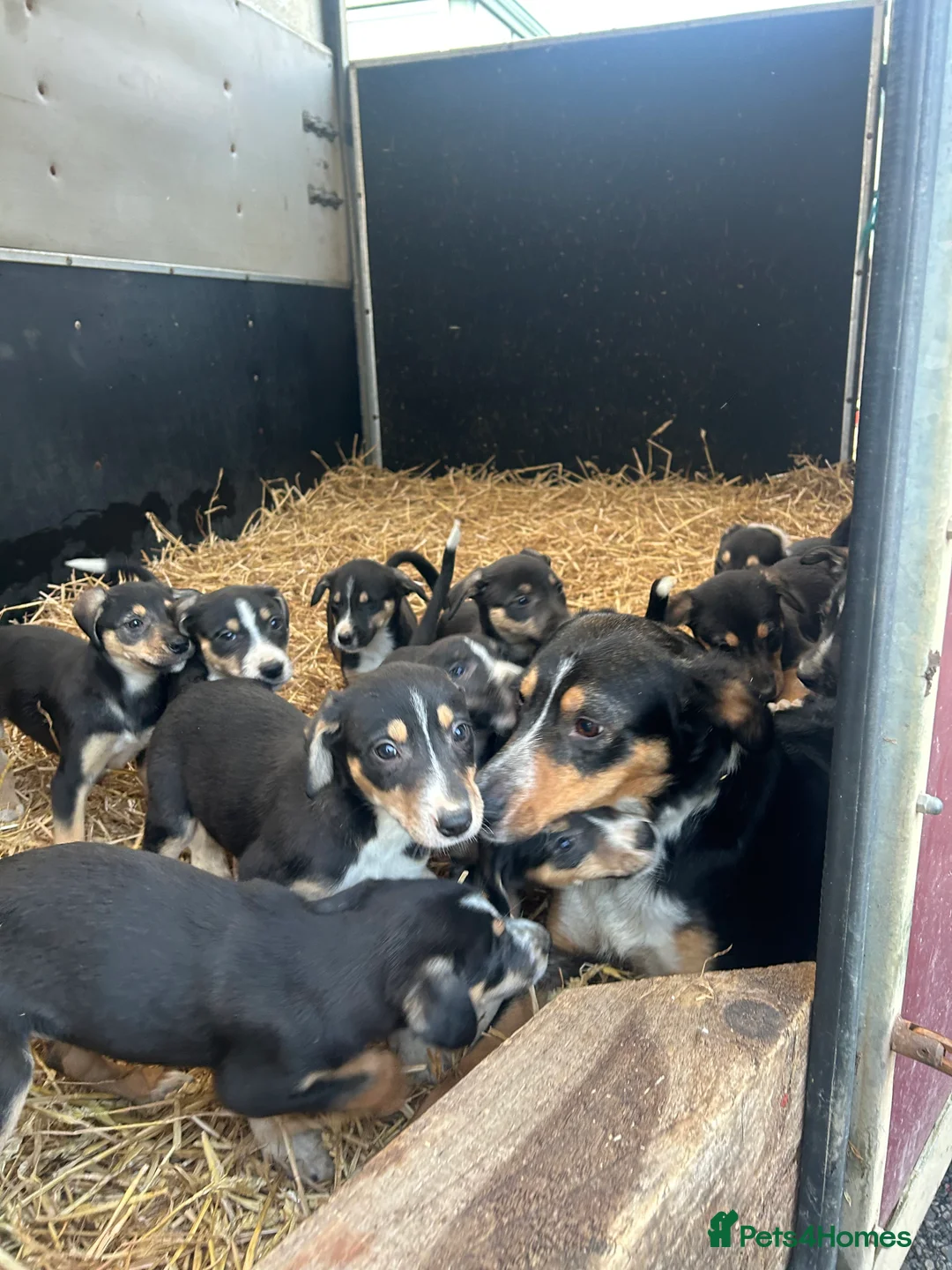 Mixed Breed dogs for sale: Gorgeous collie x Lurcher puppies  - Advert 2