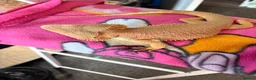 Bearded Dragon reptiles for sale: Citrus male bearded dragon - Advert 3