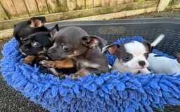 Chihuahua dogs for sale: Adorable blue chihuahua puppy ready now - Image 6