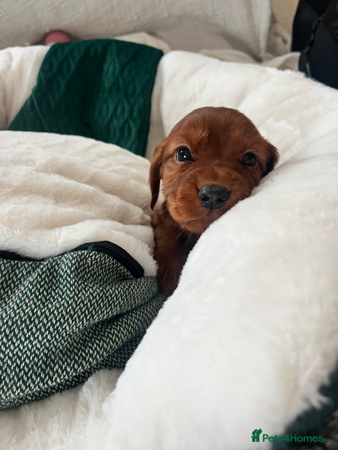 Cocker Spaniel dogs for sale: fox red cocker spaniels health tested  - Advert 22