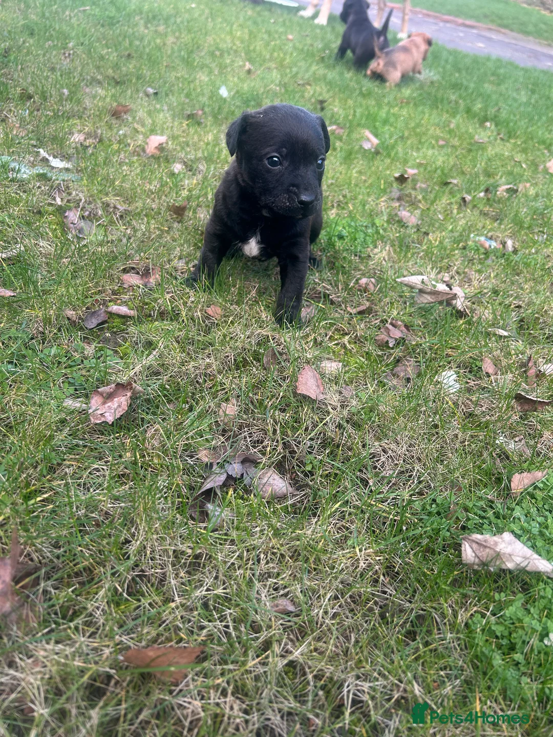 Patterdale Terrier dogs for sale: Stunning Patterdale pups  - Advert 9